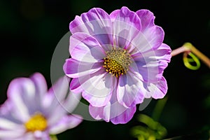 Closeup of a Pink and White Cosmos Flower