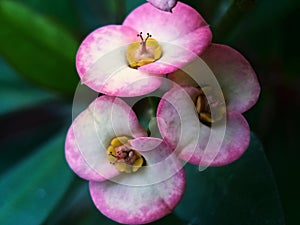 CLOSEUP PINK AND WHITE FLOWER AT SUMMER