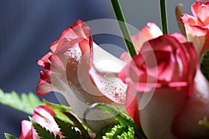 Closeup of Elegant bouquet of pink with white shade roses in bloom