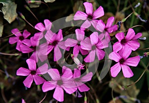 Closeup of pink wood sorrel or windowbox wood-sorrel flowers