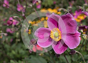 Closeup of pink- yellos flower