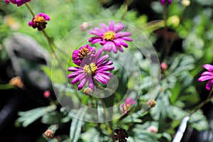 Closeup of pink and yellow blooms on a swan river daisy
