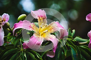 Closeup of a pink and yellow flower from the silk floss tree photo