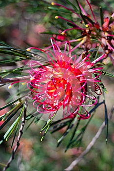 Closeup of pink and yellow Grevillea flower located in Queensland, Australia