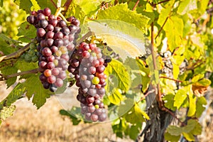 Closeup of Pinot Noir grapes ripening on vine in organic vineyard
