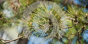 Closeup of pinyon pine cone on tree with pine nuts