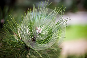 Closeup of pinyon pine cone on tree with pine nuts