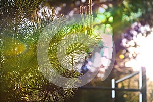 Closeup of pinyon pine cone on tree with pine nuts. Selective focus. Rainbow sunlight