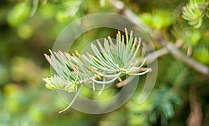 Closeup of pinyon pine cone on tree with pine nuts