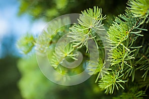 Closeup of pinyon pine cone on tree with pine nuts