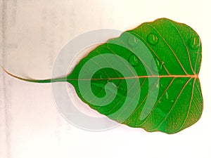 Closeup of a Pipal tree leaf with raindrops on its surface