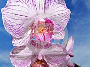 Closeup pistil and anthers of  wonderful blossom exotic pink orchid flower.