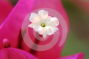 Closeup of pistil of bougainvillea flower. photo