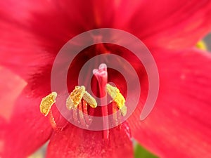 A closeup of the pistil and stigma of A beautiful red flower. photo