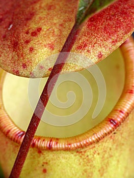 Closeup of a pitcher plant photo