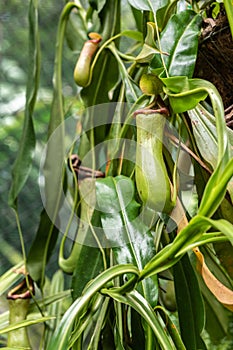 Closeup of the Pitcher Plant in Botanical Garden of Cairns, Australia