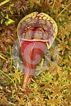 Closeup of a pitcher plant leaf in New Hampshire.