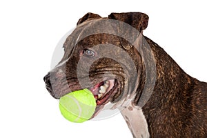 Closeup of Pitt Bull Terrier Dog With Tennis Ball
