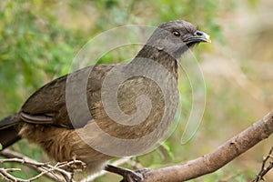 Closeup of plain chachalaca (Ortalis vetula) perched on a branch