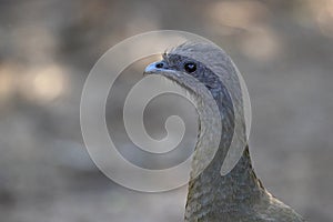 A closeup of a plain chachalaca in Texas.