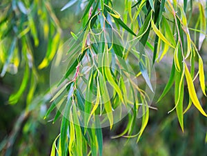 Closeup of plant