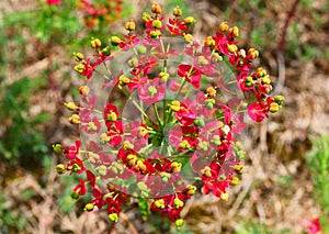 Closeup on a plant in Brembo park