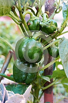 A closeup of plant of green organic sweet bell peppers growing in the garden