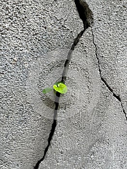 Closeup of plant grown from a cracked concrete wall