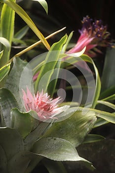 Closeup of Plant from jungle Achmea Bromeliad photo