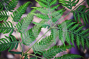 Closeup of plant leaves