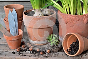 closeup on plant in terra cotta flowerpots in dirt and clay balls for potted