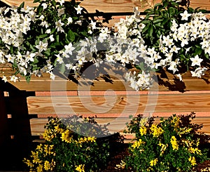 Closeup of a planter with beautiful jasmine nightshade and genista flowers