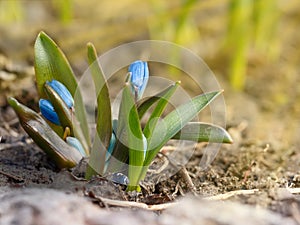 Closeup plants grows from the ground. Scilla first flowers that blossom after a long winter.