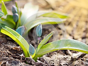 Closeup plants grows from the ground. Shallow depth of field. Sunset