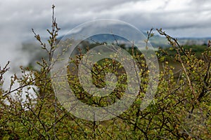 Closeup of plants with steam rising from thermal landscape in distance, New Zealand