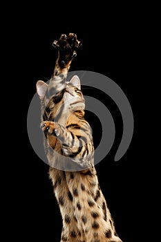 Closeup Playful Bengal Cat Raising up Paws, Black Isolated Background