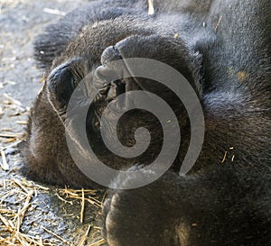 Closeup of a playful big gorilla with black fur and a pouty face