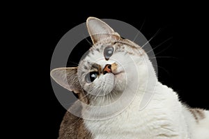 Closeup Playful face White Cat, Blue Eyes Isolated Black Background