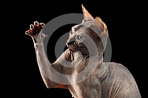 Closeup Playful Sphynx Cat Hunting Raising paw Isolated on Black