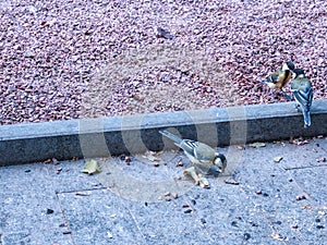 Closeup of playful tomtit birds jumping and pecking seeds in an evening park