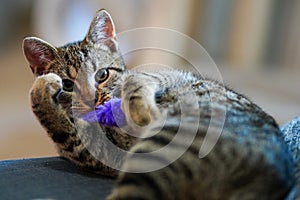 Closeup of a playing cat laying on the couch in a house with a blurry background