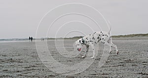 Closeup playing funny dalmatian dog on the beach with a small ball , in front of the camera cute dalmatian with a ball
