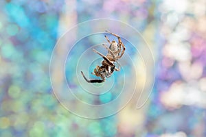 Closeup of Plexippus paykulli, pantropical jumping spider against the blurry background.