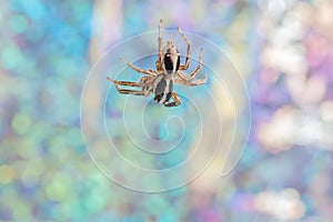 Closeup of Plexippus paykulli, pantropical jumping spider against the blurry background.