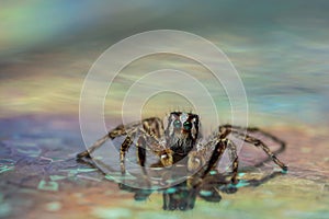 Closeup of Plexippus paykulli, pantropical jumping spider against the blurry background.