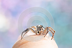 Closeup of Plexippus paykulli, pantropical jumping spider on the finger.