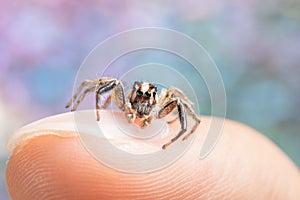 Closeup of Plexippus paykulli, pantropical jumping spider on the finger.