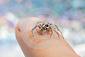 Closeup of Plexippus paykulli, pantropical jumping spider on the finger.