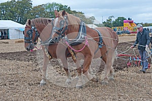 Closeup of plowing with horses