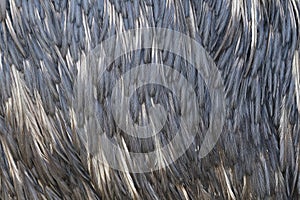 Closeup of plumage feather of emu Dromaius novaehollandiae. The second-largest living bird. Endemic animal from Australia.